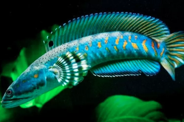 ikan channa
