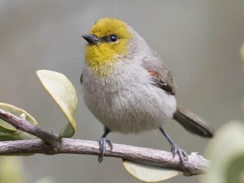 burung hidup di gurun