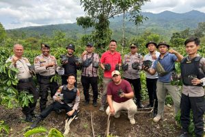 ladang ganja