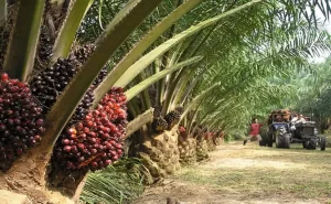 lahan sawit