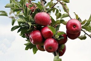 Menanam Biji Buah Apel