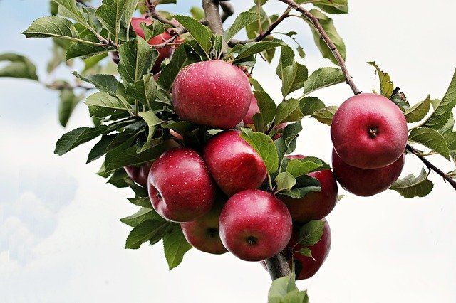 Menanam Biji Buah Apel