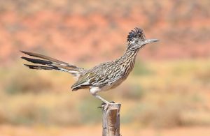burung hidup di gurun