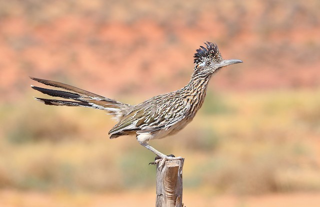 burung hidup di gurun