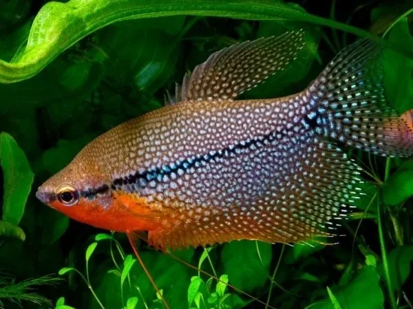  Ikan Gurami Hias 