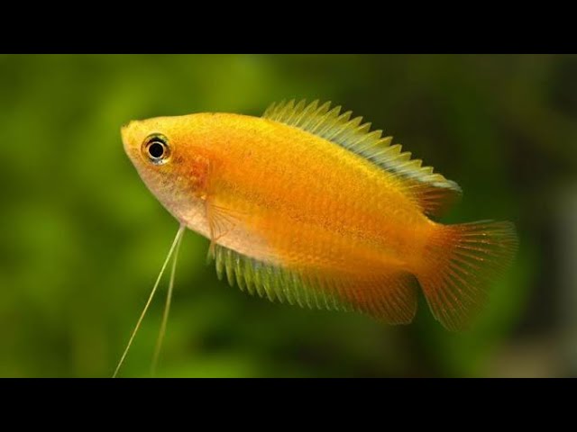 Ikan Gurami Hias
