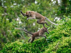 Monyet Ekor Panjang