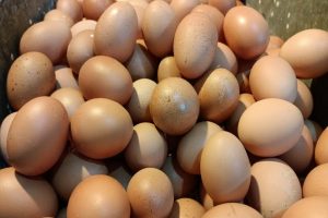 harga telur kota bandung