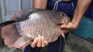 manfaat ikan gurame