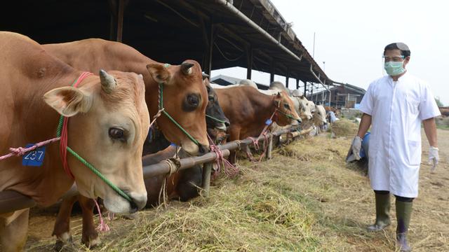 Pedagang Hewan Kurban Diwajibkan Memiliki Surat Izin