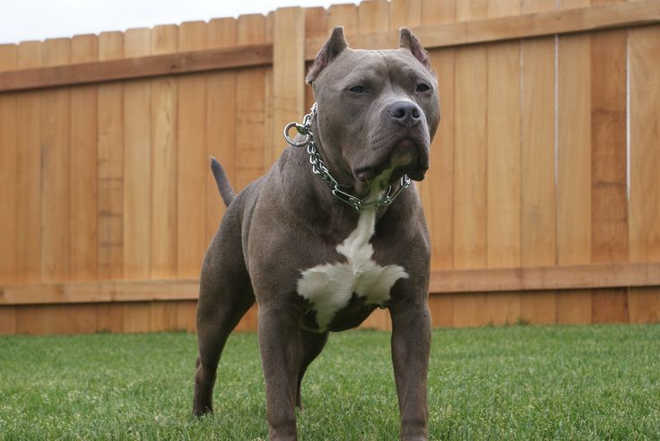 Pitbull