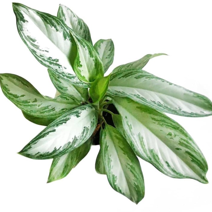 Tanaman Aglonema