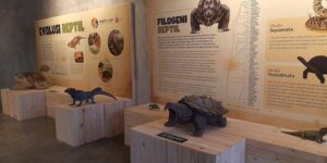 Animalium BRIN