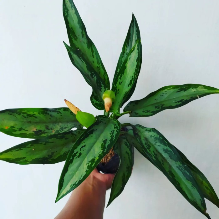 Tanaman Aglonema