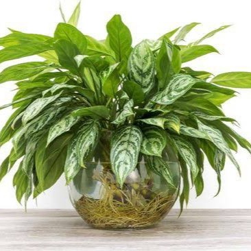 aglonema