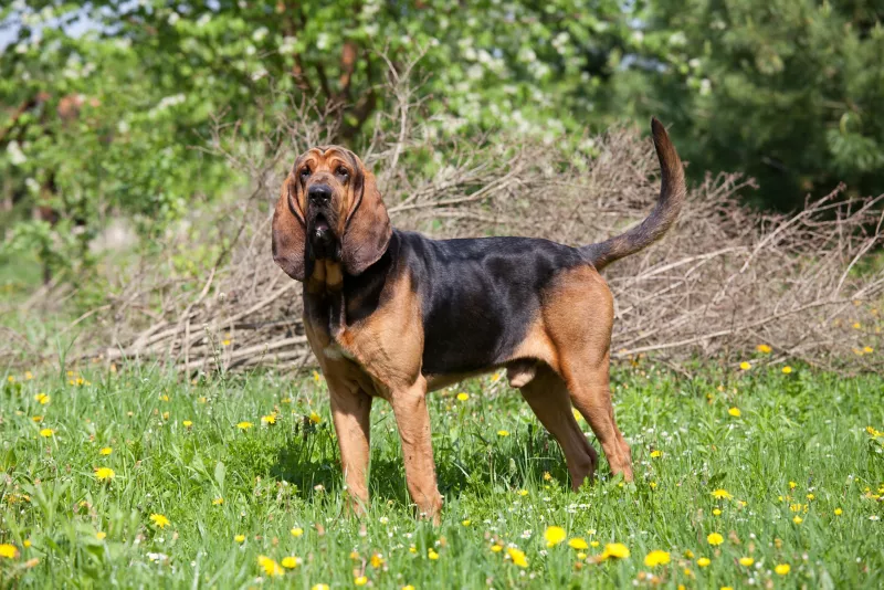 Bloodhound