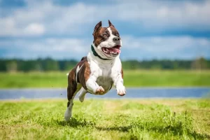 Anjing Pitbull