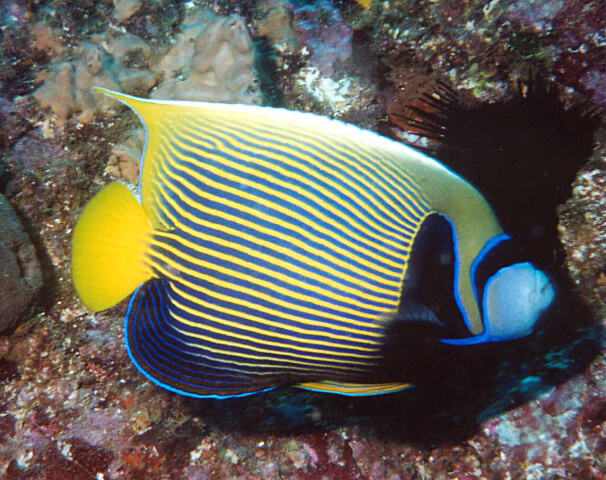 emperor angelfish