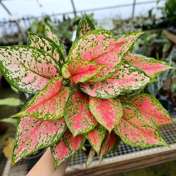 Aglonema