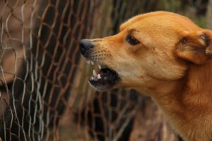 kasus rabies