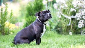 Anjing Pitbull