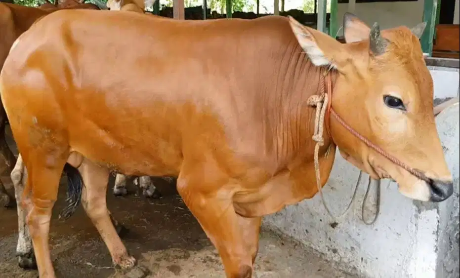 Sapi Madura