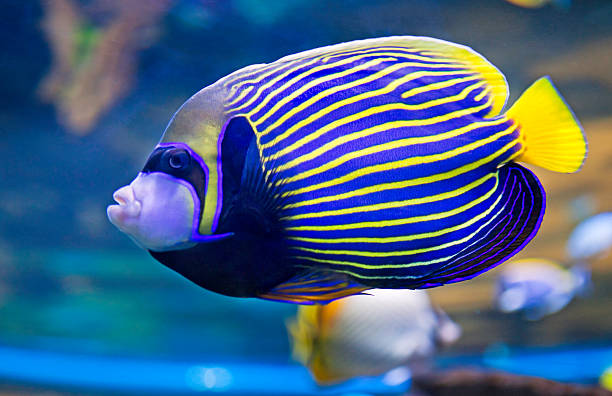 emperor angelfish