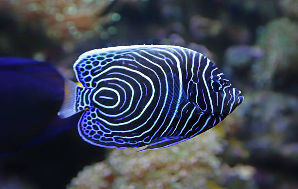 emperor angelfish