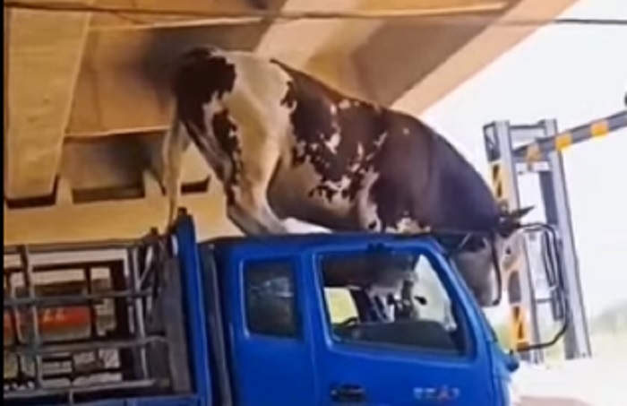 sapi kurban ngamuk