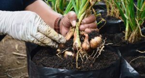 4 Langkah Menanam Bawang Bombay yang Benar 23-7-2023