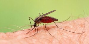 Harus Waspada Nyamuk Anopheles Penyebab Malaria Ini 16-7-2023