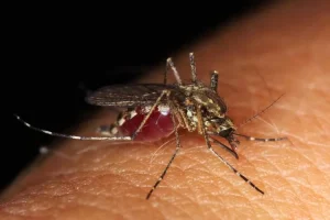 Inovasi Wolbachia
