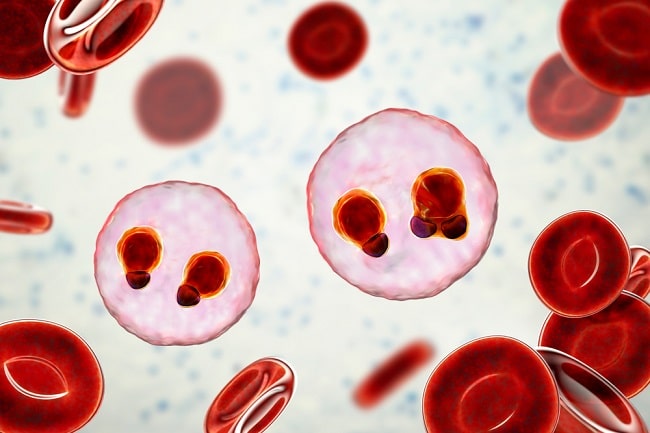 Harus Waspada Nyamuk Anopheles Penyebab Malaria Ini 16-7-2023