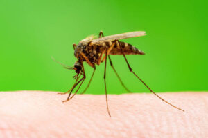 Nyamuk Wolbachia