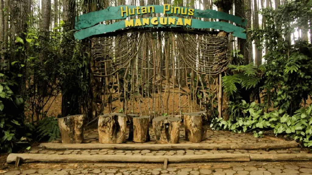 Informasi Lengkap Wisata Hutan Pinus Mangunan 15-7-2023
