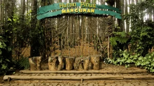 Informasi Lengkap Wisata Hutan Pinus Mangunan 15-7-2023