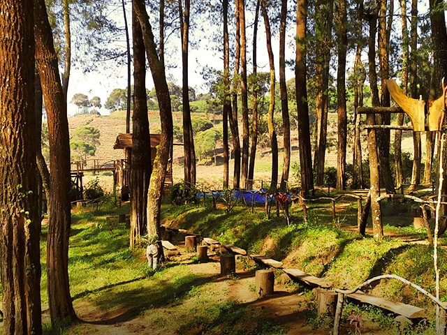 Informasi Menarik Wisata Hutan Pinus Rahong Pangalengan 20-7-2023
