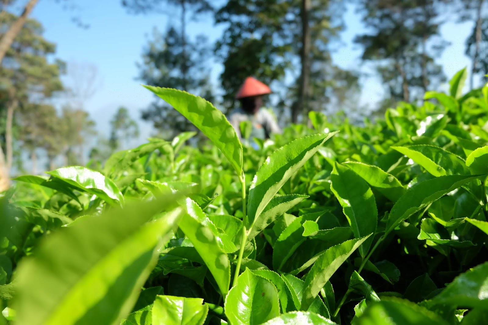 Kebun Teh Wonosobo Paling Hits di Kalangan Anak Muda