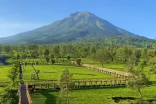 Kebun Teh Wonosobo Paling Hits di Kalangan Anak Muda