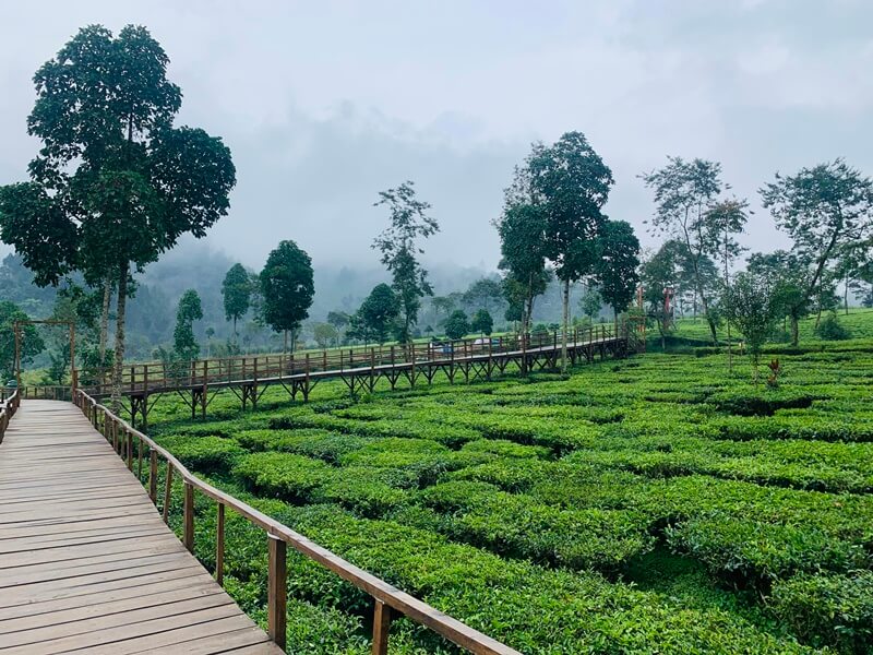 Kebun Teh Wonosobo Paling Hits di Kalangan Anak Muda