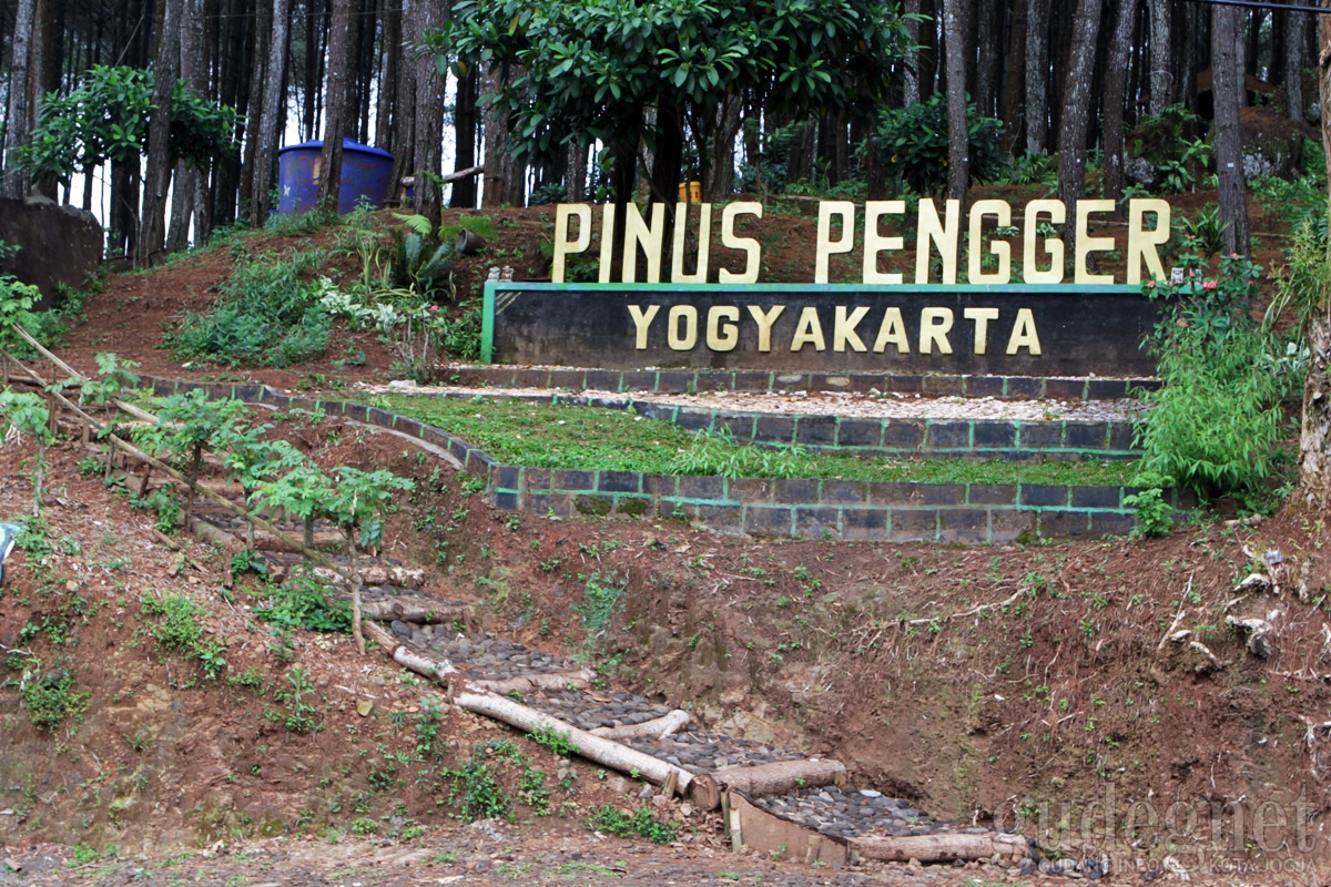 Keindahan Hutan Pinus Pengger yang Memikat Hati16-7-2023