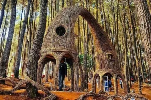 Keindahan Hutan Pinus Pengger yang Memikat Hati16-7-2023