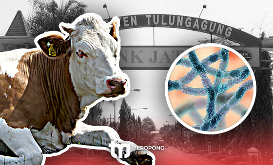 Kronologi Munculnya Bakteri Antraks di Tulungagung 08-07-2023