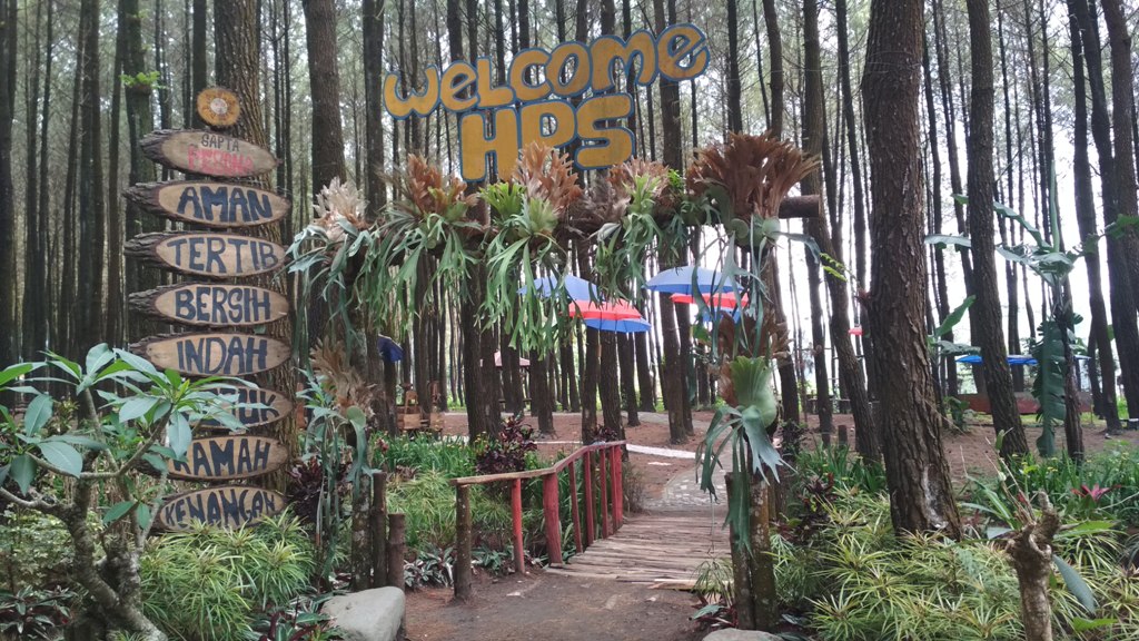 Menikmati Kesunyian Alam di Hutan Pinus Semeru18-7-2023