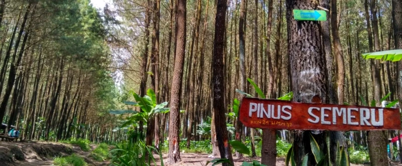 Menikmati Kesunyian Alam di Hutan Pinus Semeru18-7-2023