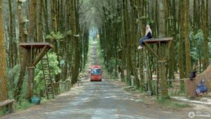 Menilik Aktivitas Menarik di Hutan Pinus Kragilan- 7-21-2023