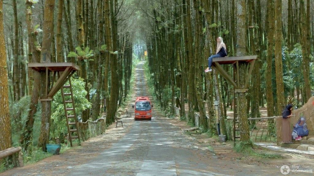 Menilik Aktivitas Menarik di Hutan Pinus Kragilan- 7-21-2023