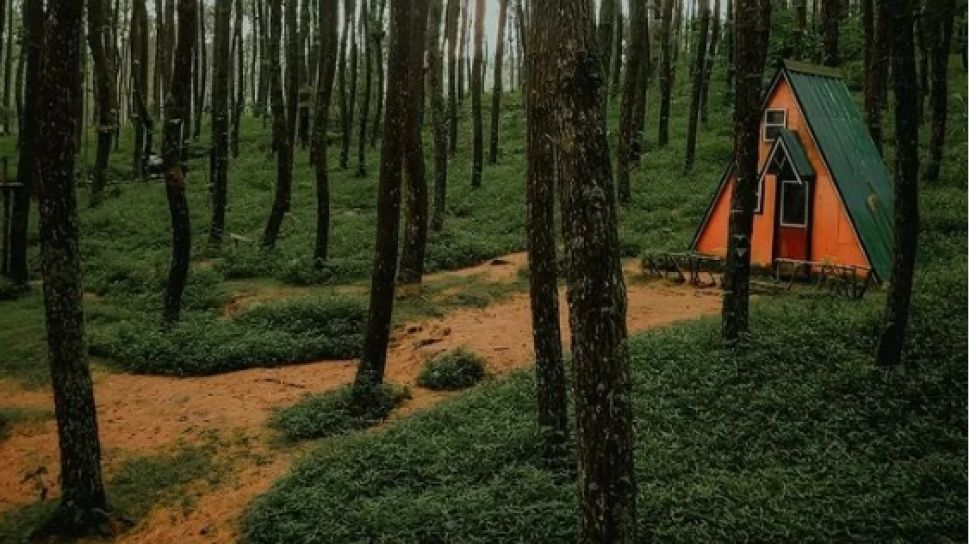 Menilik Aktivitas Menarik di Hutan Pinus Kragilan- 7-21-2023
