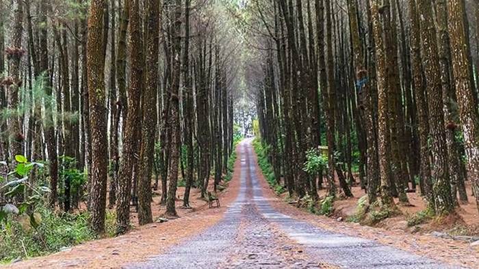 Menilik Aktivitas Menarik di Hutan Pinus Kragilan- 7-21-2023