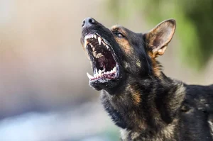 anjing rabies VAR 7/7/2023